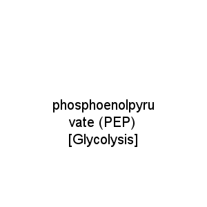 phosphoenolpyruvate (PEP) [Glycolysis]
